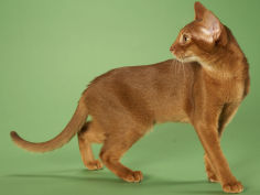abyssinian hd wallpaper