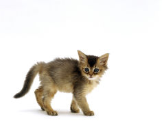 abyssinian kitten