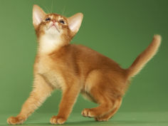 abyssinian