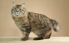 american bobtail brown hair green eyes standing