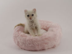 american curl 10