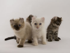 american curl 11