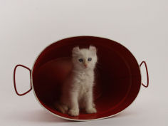 american curl 12