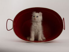 american curl 13