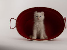 american curl 14