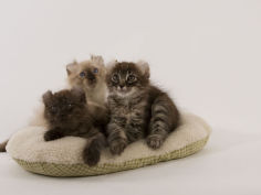 american curl 15