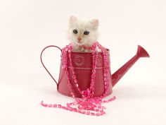 american curl 16