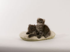 american curl 17