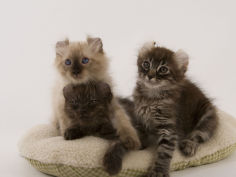 american curl 18