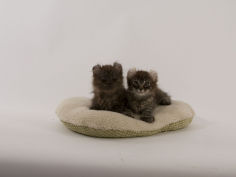 american curl 19