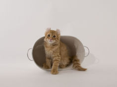 american curl 20