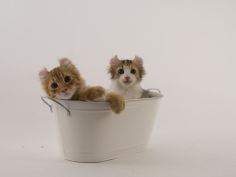 american curl 21