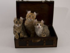 american curl 22
