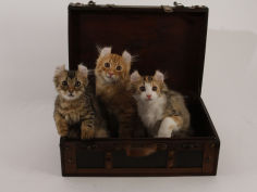 american curl 23