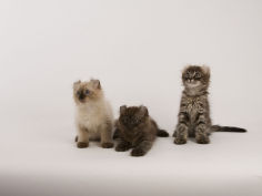 american curl 24