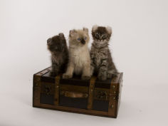american curl 25