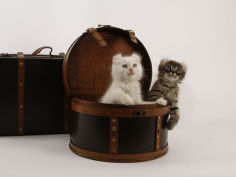 american curl 26