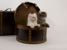 american curl 27