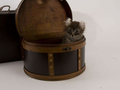 american curl 28