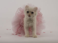 american curl 29
