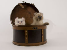 american curl 30