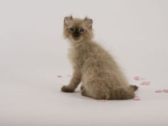 american curl 31