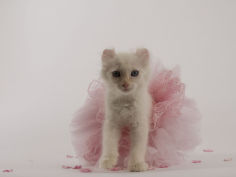 american curl 32