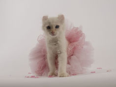 american curl 33