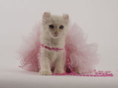 american curl 34