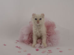 american curl 36