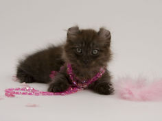 american curl 37