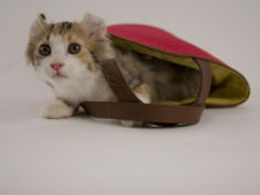 american curl 39