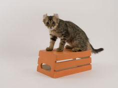 american curl 40