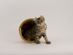 american curl 41