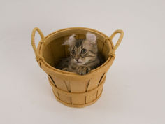 american curl 42
