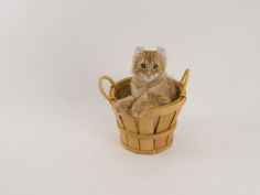 american curl 43