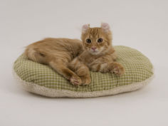 american curl 44