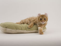 american curl 45