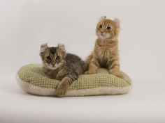 american curl 46