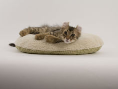 american curl 47