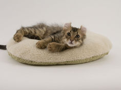 american curl 48