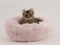 american curl 49
