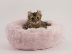 american curl 50