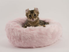 american curl 51