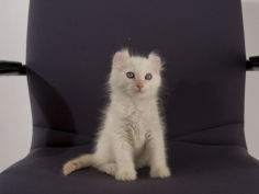 american curl 52