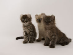 american curl 53