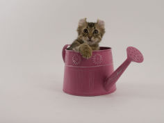 american curl 54