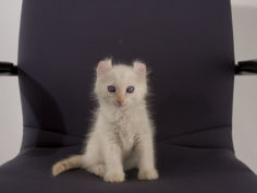 american curl 56