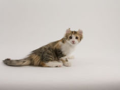 american curl 58