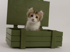 american curl 59